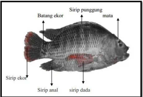 Gambar 1. Ikan Nila (Oreochromis niloticus) 