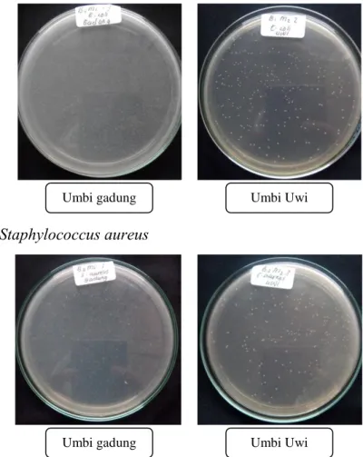 Gambar 2 Pertumbuhan Koloni Escherichia coli dan Staphylococcus aureus pada media umbi  gadung dan media umbi uwi inkubasi 48 jam 