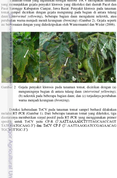 Gambar 2  Gejala penyakit klorosis pada tanaman tomat, dicirikan dengan (a) 