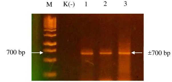 Gambar 3  Hasil amplifikasi DNA terhadap gen coat protein ToCV menggunakan 