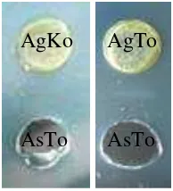 Gambar 4  Reaksi antigen (sap tanaman terinfeksi ToCV [AgTo]) atau sap 