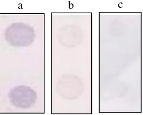 Gambar 7  Reaksi antiserum ToCV terhadap antigen (partikel virus dalam sap 