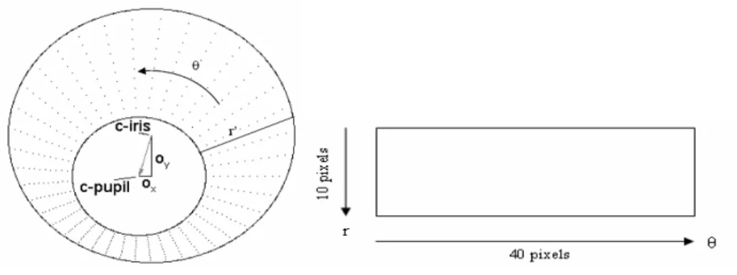 Gambar 3.8 Daugmann Rubber Sheet Model 