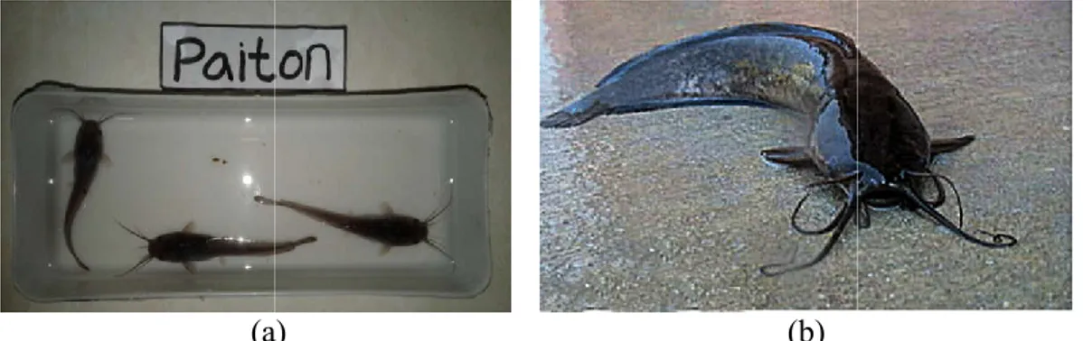 Gambar 5. (a) Benih Ikan Lele Strain Paiton (Sumber: Dokumentasi Pribadi)    (b) Ikan Lele Strain Paiton Dewasa