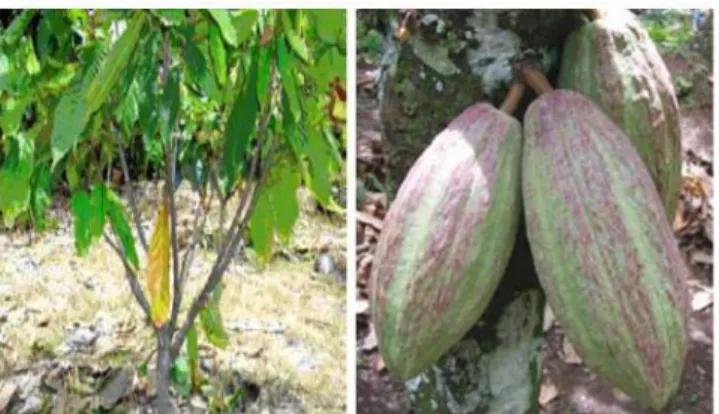 Gambar 2.1. Tanaman dan Buah Kakao 