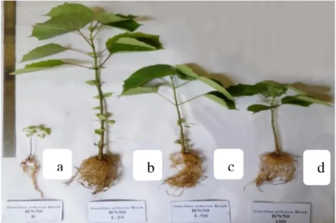 Gambar 2 Rata-rata  persentase  diameter  (%)  tanaman  G. arborea umur 9 minggu 