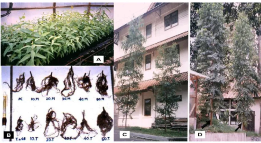 Gambar 17. (A) Aplikasi arang pada semai dan anakan  Eucalyptus citriodora , (B)  penampakan akar  Gmelina arborea  sampai 2 bulan, (C&amp;D)   Eucalyptus urophylla  di 