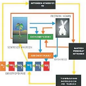 Gambar 1. Siklus Nitrogen di alam (Sumber Rinsema, 1993; Hardjowigeno 2003) Figure 1. Nitrogen cycle in nature (Source Rinsema, 1993; Hardjowigeno 2003)