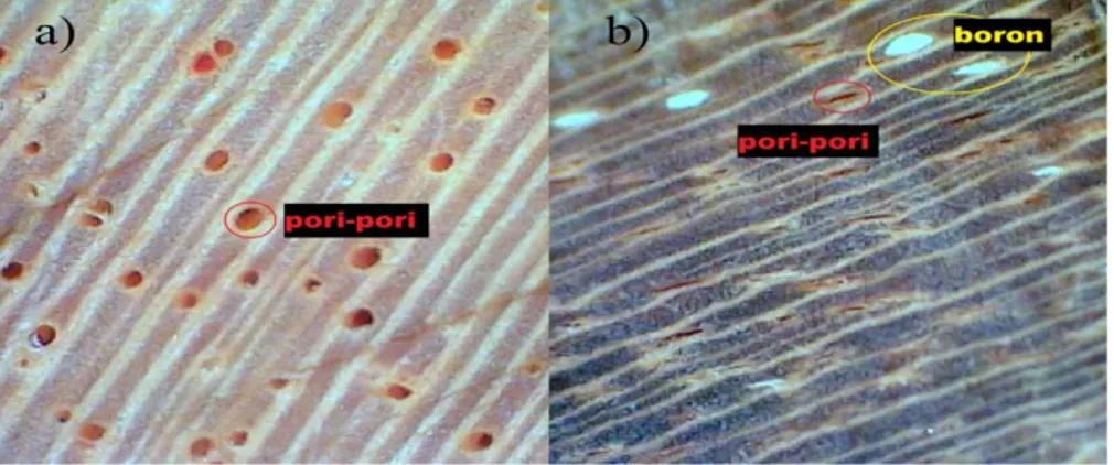 Gambar  2  Makroskopis  penampang  kayu  jati  cepat  tumbuh  a)  kontrol  b)  terdensifikasi dengan perbesaran 30 kali 
