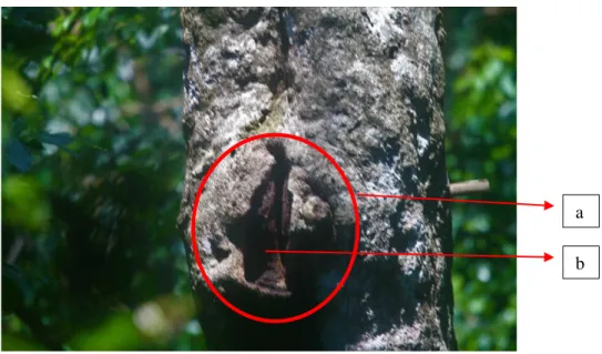 Gambar 2.2 (a) Sarang dan lubang sarang (b) Tutup sarang Julang Emas di  Gunung Ungaran pada saat breeding (Rahayuningsih et al., 2017)  Julang  Emas  bersarang  pada  celah  pohon  besar,  dan  burung  tersebut  tidak  menggali sarang sendiri