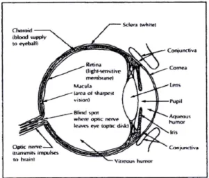 Gambar 3.1. Anatomi Mata Manusia 