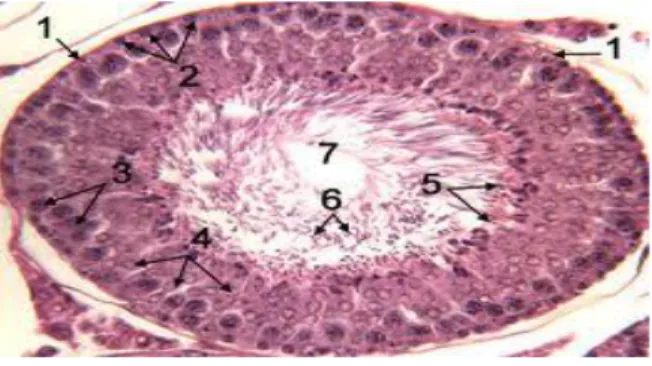Gambar  1. Spermatogenesis    Tikus  (Espinosa  et  al.  dalam  Susetyarini, 2011) 