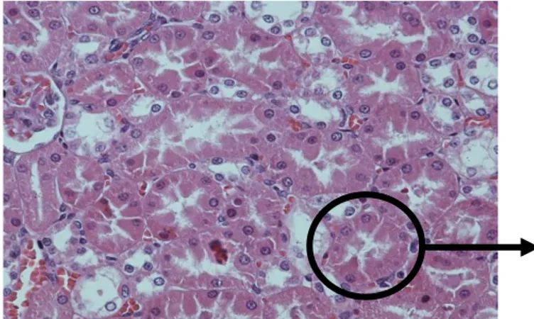 Gambar 1. Gambaran mikroskopis ginjal kelompok kontrol pada perbesaran 400x yang  menunjukan tubulus kontortus proksimal ginjal normal