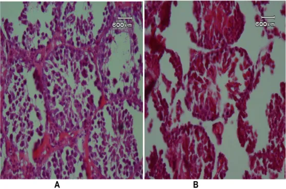 Gambar  2.  Penampang  melintang  tubulus  seminiferus  testis  pada  kelompok  kontrol  (A)  dan  kelompok perlakuan (B) selama 2 minggu dengan pewarnaan PAS, pembesaran 400 x 
