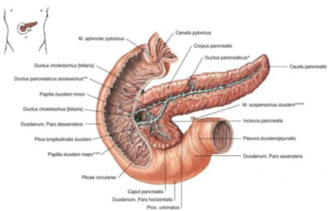 Gambar 4. Anatomi pankreas (Sumber: Putz &amp; Pabst, 2012). 