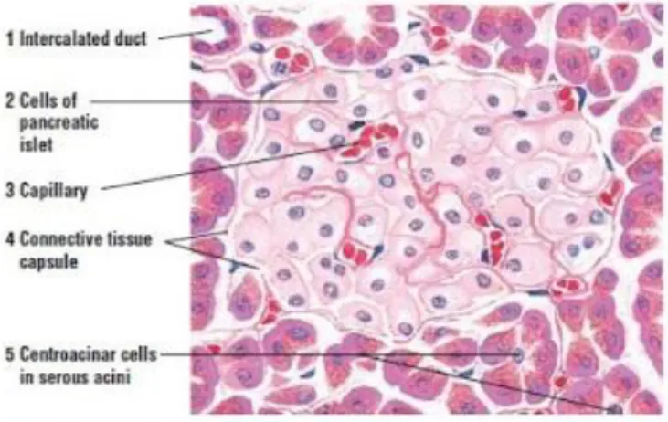 Gambar  5. Jaringan  Pankreas: Sentraasinar,  interkalaris,  dan  interlobular  (Sumber: Eroschenko, 2007)