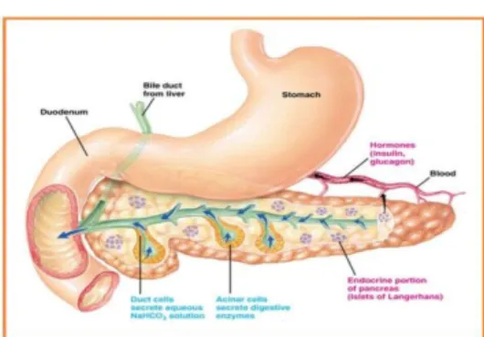 Gambar 2. Bagian pankreas (Sumber: Wenyan et al., 2012). 