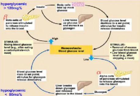 Gambar 3. Homestasis glukosa yang dipertahankan oleh insulin dan  glukagon (Sumber: Campbell, 2004)