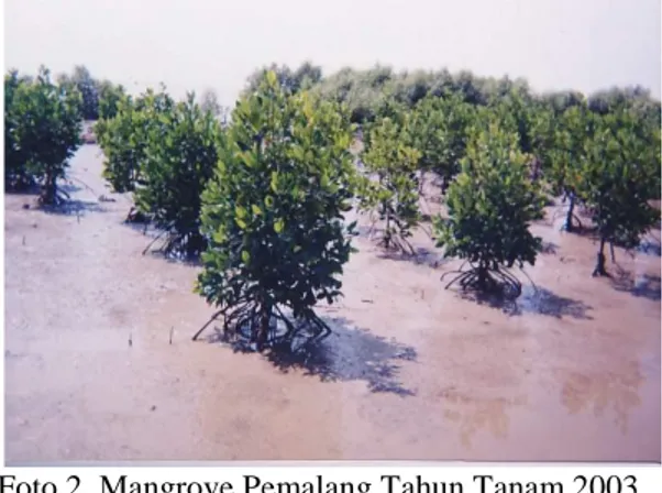 Foto 1.Mangrove Rembang Tahun Tanam 2003                   Foto 2. Mangrove Pemalang Tahun Tanam 2003  