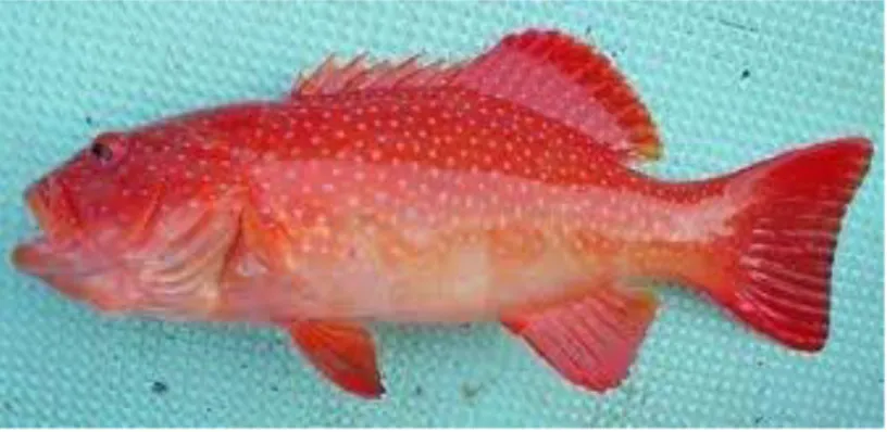 Gambar 1  Ikan kerapu sunu (Plectropomus leopardus) (FAO 2005) 