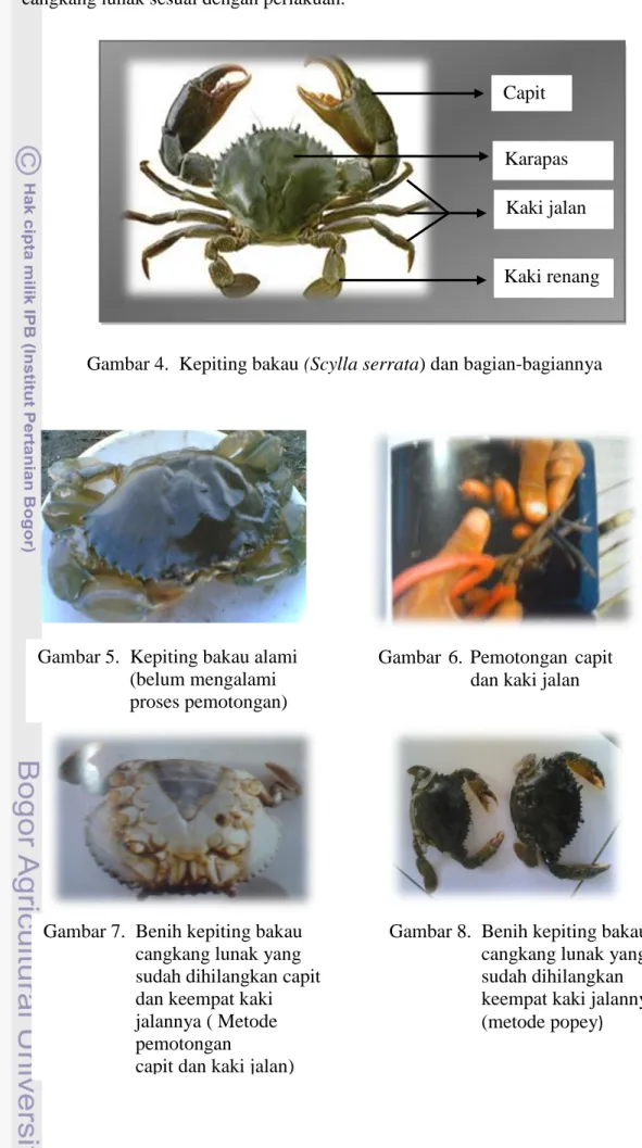 EFISIENSI BUDIDAYA KEPITING BAKAU Scylla Serrata CANGKANG LUNAK PADA ...