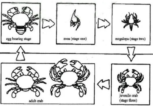 Gambar 3.  Siklus Hidup Kepiting Bakau (Rosmaniar, 2008) 