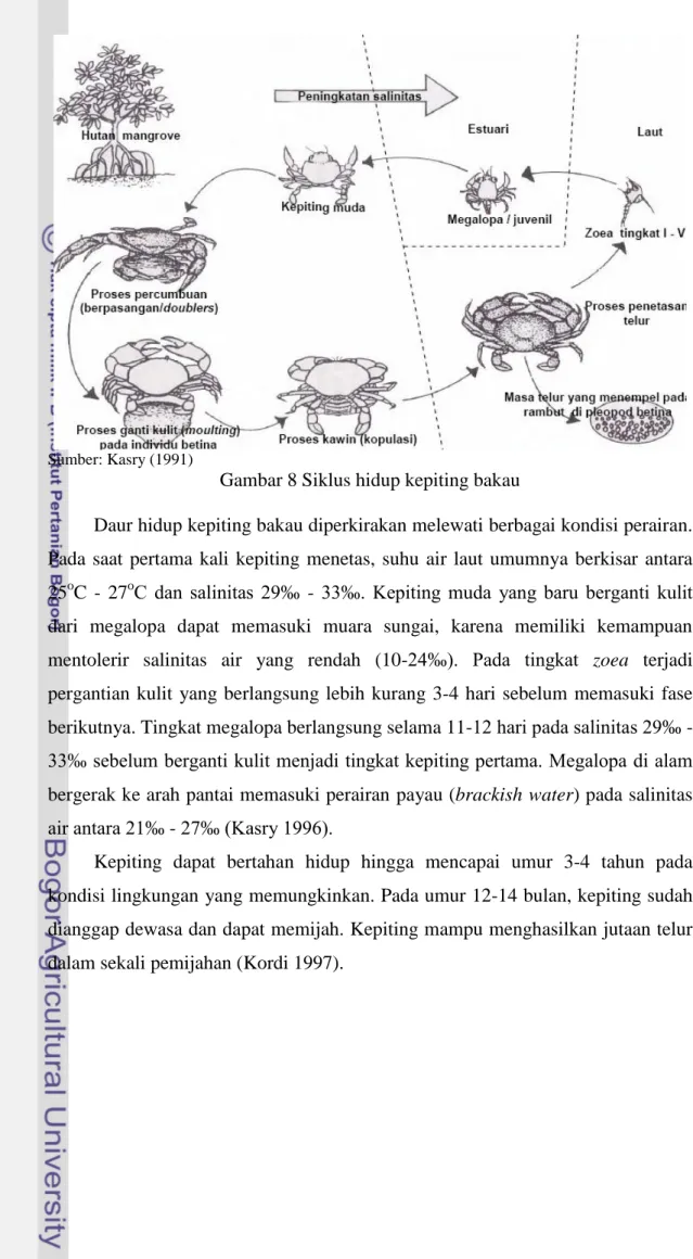 Gambar 8 Siklus hidup kepiting bakau 