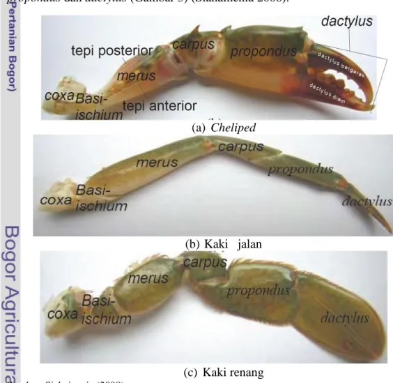 Gambar 3 Bentuk dan bagian – bagian kaki kepiting bakau 