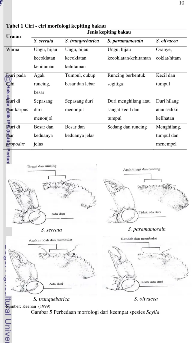Tabel 1 Ciri - ciri morfologi kepiting bakau