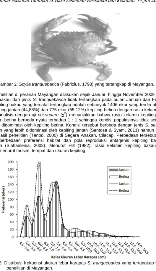 Gambar 2. Scylla tranquebarica (Fabricius, 1798) yang tertangkap di Mayangan. 
