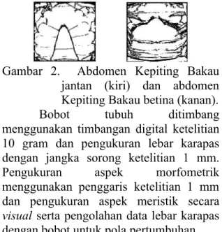 Gambar  2.    Abdomen  Kepiting Bakau jantan  (kiri)  dan  abdomen  Kepiting Bakau betina (kanan).