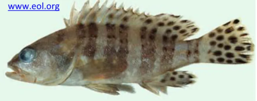 Gambar 5. Epinephelus sexfasciatus / Sixbar grouper / Kerapu / EFX 