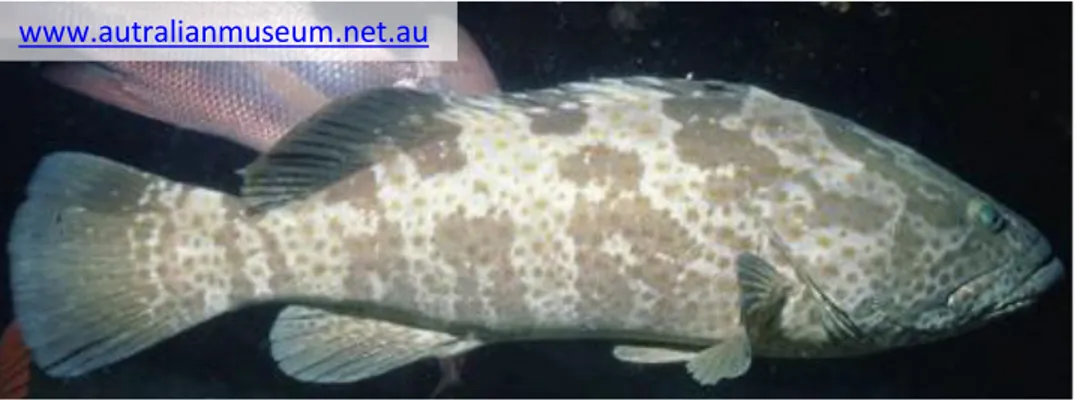 Gambar 6. Epinephelus coioides / Orange-spotted grouper / Kerapu lumpur / ENI 