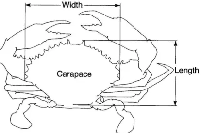 Gambar 10.Pengukuran standar lebar dan panjang karapas dari individu kepiting. 
