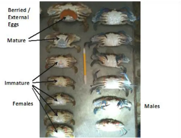 Gambar 11. Perbedaan antara kepiting jantan dan betina dan mengidentifikasi tingkat kematangan  kepiting betina (foto dari protokol pengumpulan data rajungan sebelumnya)