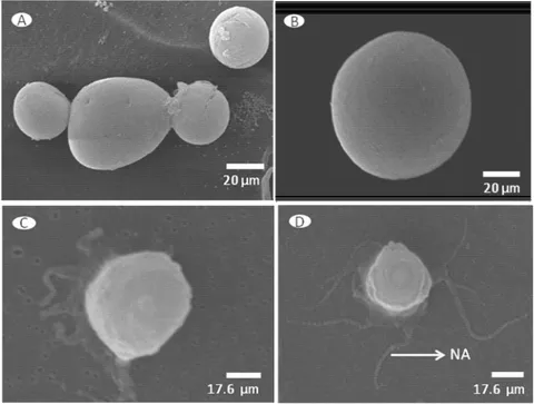 Gambar 20  Morfologi Spermatofor  dan Spermatozoa Scylla olivacea Ket: A= 