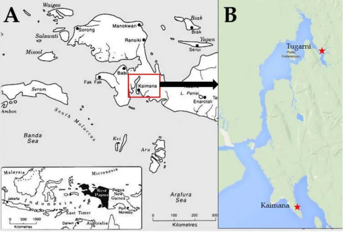 Gambar 10. A. Teluk Arguni di Papua Barat, ditandai dengan kotak merah. Kaimana adalah kota  utama di kabupaten ini