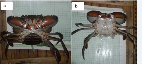 Tinjauan Pustaka Klasifikasi Dan Morfologi Kepiting Bakau Scylla Spp