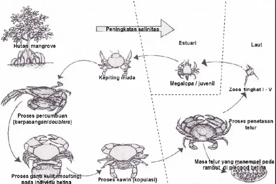 Gambar 2.2. Siklus Hidup Kepiting Bakau (Soim, 1999). 