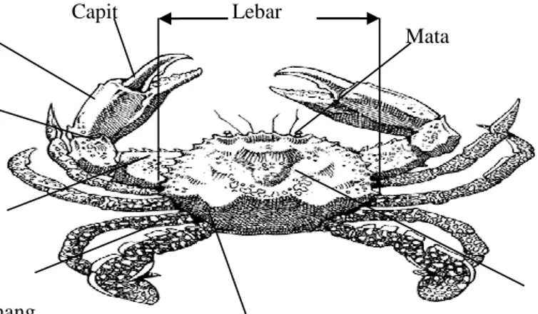 Gambar  2.  Anatomi  Kepiting  Bakau  (Scylla  serrata)  (Sumber:  Modifikasi  dari  Robertson, 1998 dalam Suryani, 2006) 