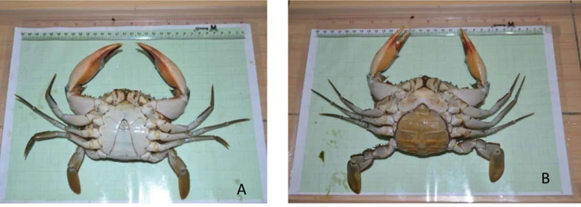 Gambar  2.1. Perbedaan Morfologi  Kepiting  Bakau  S. oceanica  Jantan (A)  dan  Betina  (B)