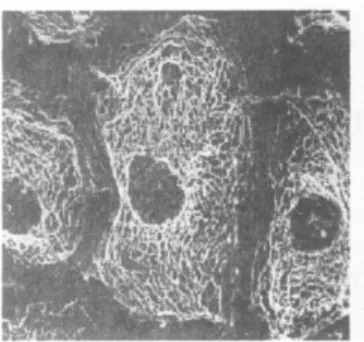 Gambar 5.3. Filamen intermediet sel epitel