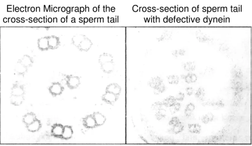 Gambar 5.6. Ujung pengikatan yang berbeda pada kelompok motor kinesinMicrograph of the Cross-section of sperm tail 