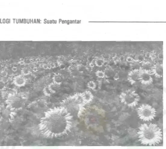 Gambar :  Gerak  bunga matahari menujumataharijuga tennasuk gerakfototropisme  Chttp://gened.emc.maricopa.edu/bio/biol81/BIOBK/BioBookPS.html) 