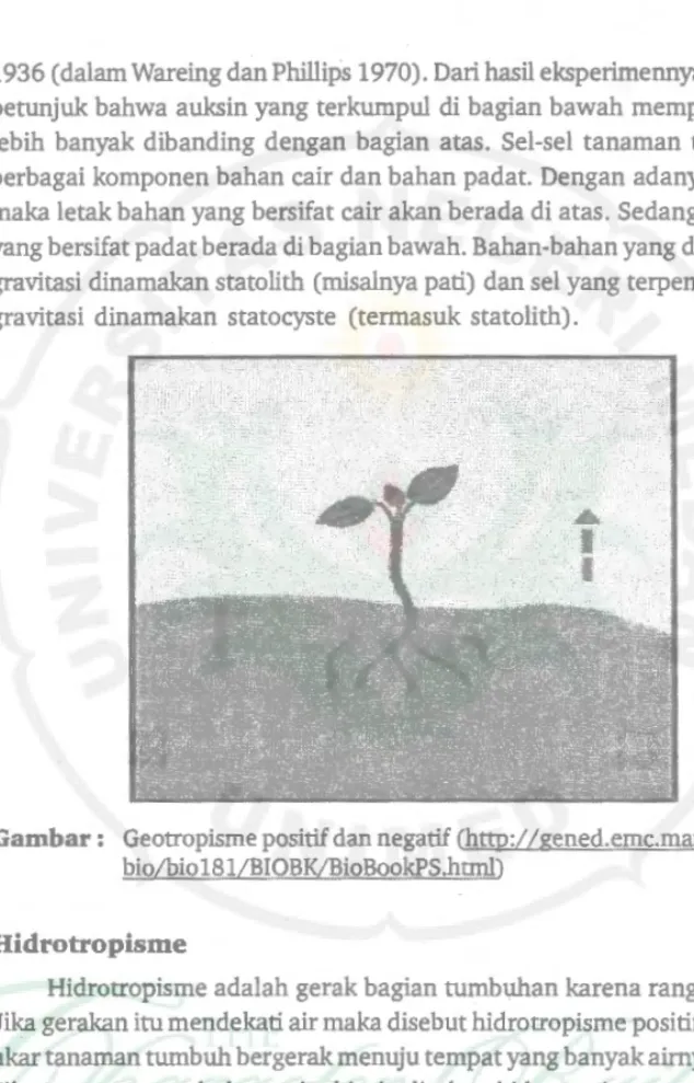 Gambar :  Geotropisme positif dan negatif (http://gened.emc.maricopa.edu/ 