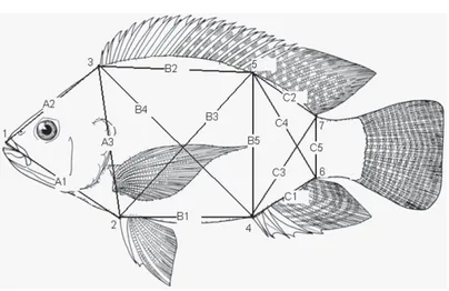 Figure 1. Location of 7 points on fish body outliner for truss network data. (1) end of upper mouth, (2) origin of abdominal fin, (3) origin of dorsal fin, (4) origin of anal fin, (5) end of hard spine of dorsal fin, (6) end of anal fin, and (7) end of dor
