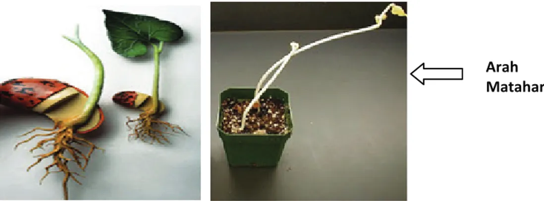 Gambar A dan B menunjukkan gejala gerak pada tumbuhan. 