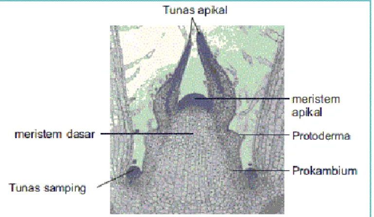 Gambar 5. Pertumbuhan primer pada tanaman (Campbell, 1999) 