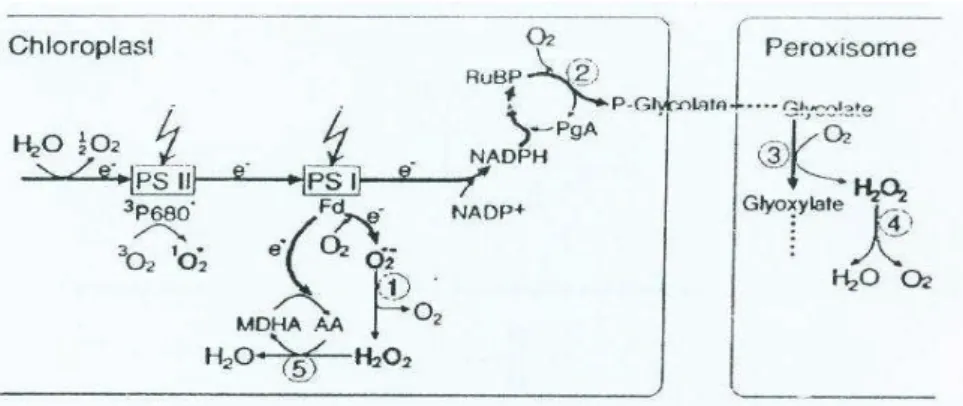 Gambar 2 Produksi ROS pada transpor elektron fotosintesis pada kondisi cahaya tinggi (Apel dan Hirt 2004).
