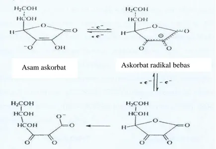 Gambar 3 Metabolisme redoks asam askorbat (Wikipedia 2008).